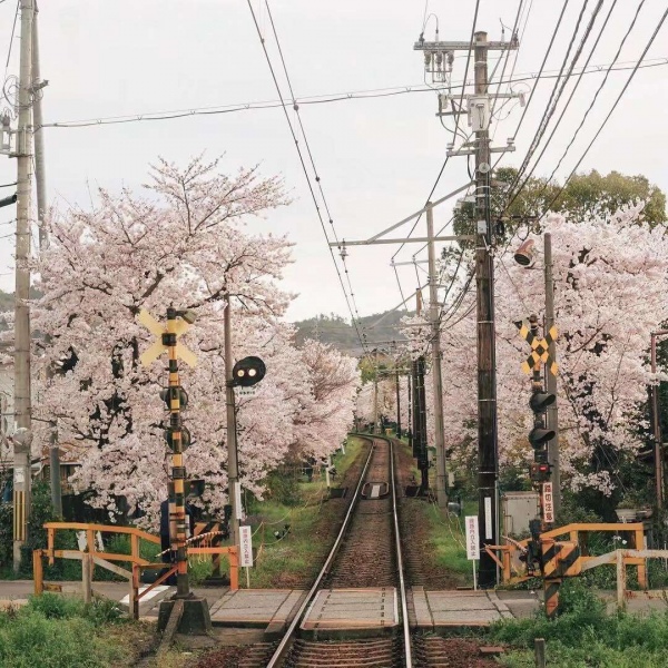 清秋/唯美日本风情.有人终生怀念某一年夏天