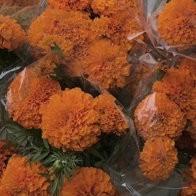 十里：花朵头像    似星非星 光芒灿烂