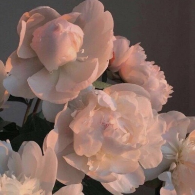 十里：花朵头像    似星非星 光芒灿烂