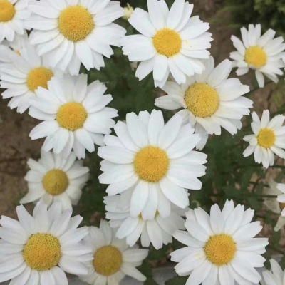 十里：花朵头像    似星非星 光芒灿烂