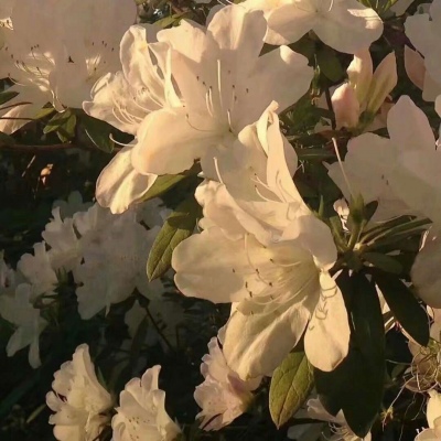 十里：花朵头像    似星非星 光芒灿烂