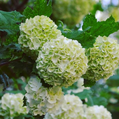 十里：花朵头像    似星非星 光芒灿烂