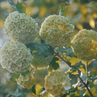 十里：花朵头像    似星非星 光芒灿烂
