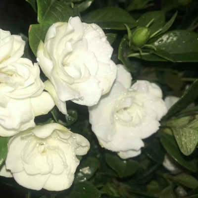 十里：花朵头像    似星非星 光芒灿烂