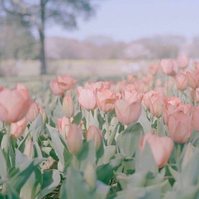 十里：花朵头像    似星非星 光芒灿烂