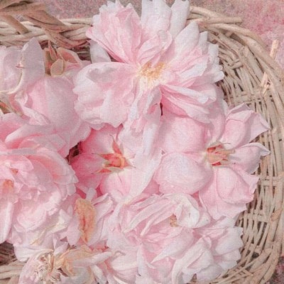 十里：花朵头像    似星非星 光芒灿烂