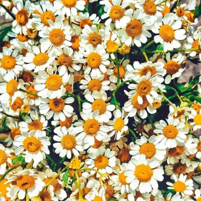 十里：花朵头像    似星非星 光芒灿烂