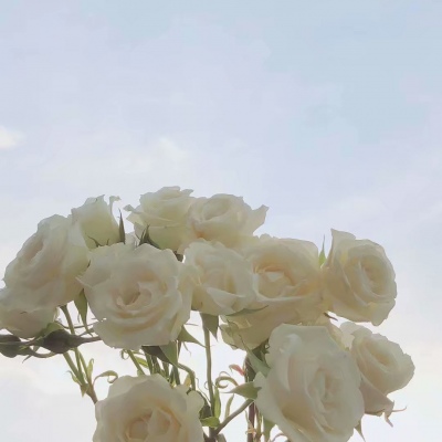 十里：花朵头像    似星非星 光芒灿烂