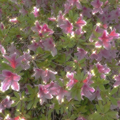 春天/花朵/风景 唯美意境背景图