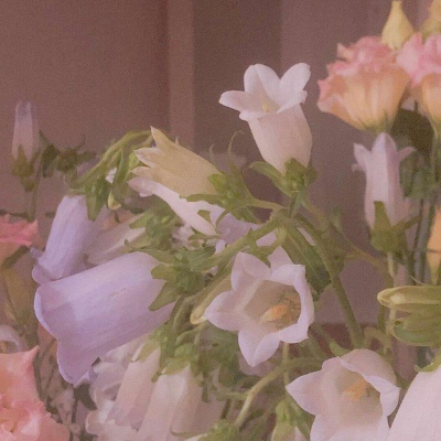 春天/花朵/风景 唯美意境背景图