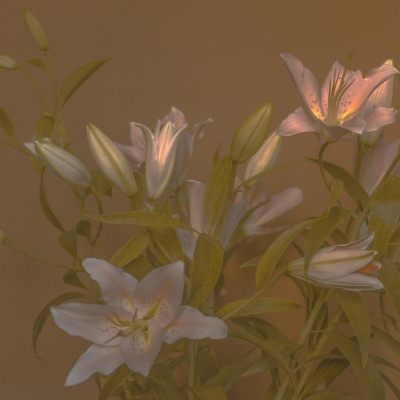春天/花朵/风景 唯美意境背景图