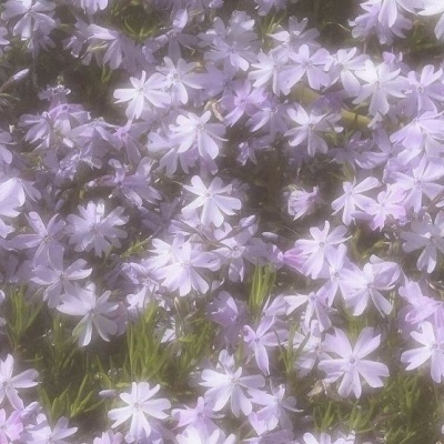 春天/花朵/风景 唯美意境背景图