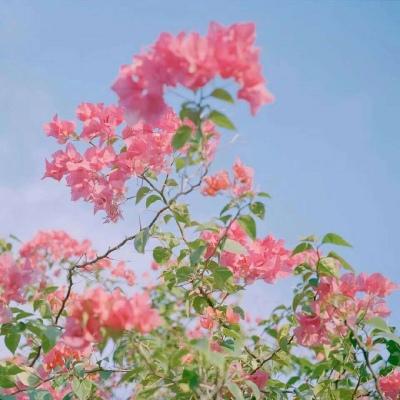 背景图/风景花朵，所有美好都在这里了