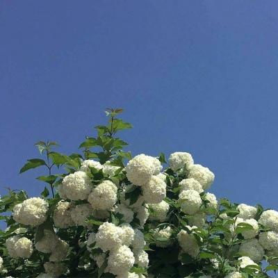 背景图/风景花朵，所有美好都在这里了