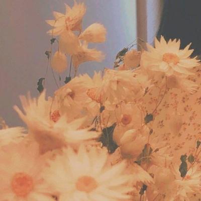背景图/风景花朵，所有美好都在这里了