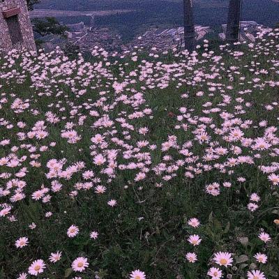 背景图  棒棒糖  棉花糖  冰淇淋 都没你甜