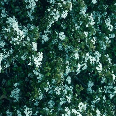 背景图  棒棒糖  棉花糖  冰淇淋 都没你甜