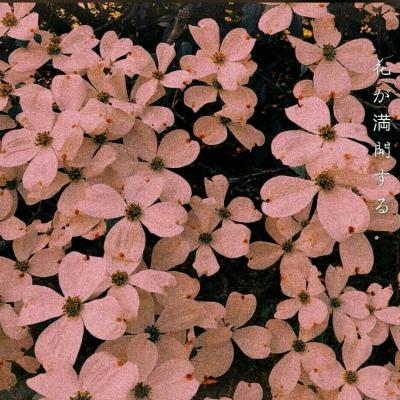 背景图  棒棒糖  棉花糖  冰淇淋 都没你甜