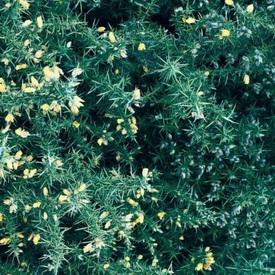 背景图  棒棒糖  棉花糖  冰淇淋 都没你甜