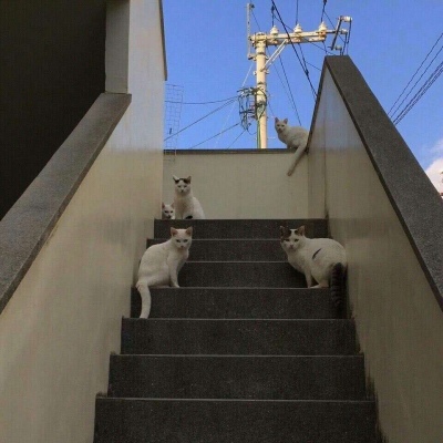 QQ背景图