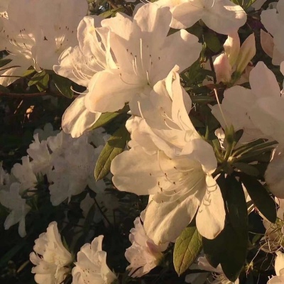 光怪陆离
