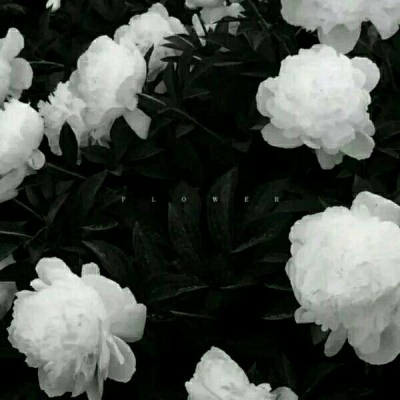 橙妹：风景静物头像/愿喜/内含花朵