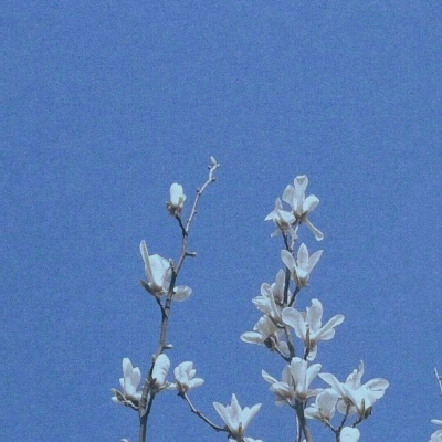 橙妹：风景静物头像/愿喜/内含花朵