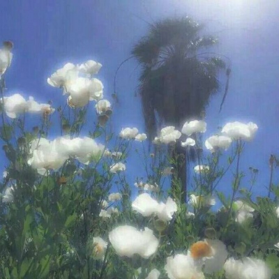 橙妹：风景静物头像/愿喜/内含花朵
