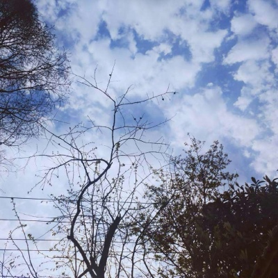 橙妹：风景静物头像/愿喜/内含花朵