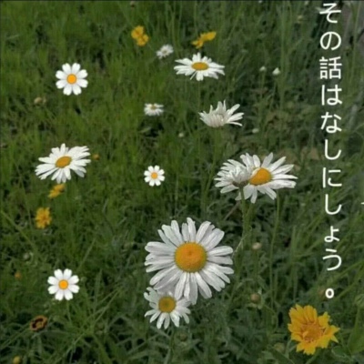 允言/唯美花朵/人和人的吸引力都来自于 没看透