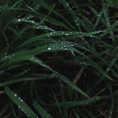 夏日物语/清新绿背景图