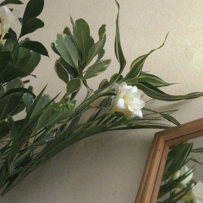 夏日物语/清新绿背景图