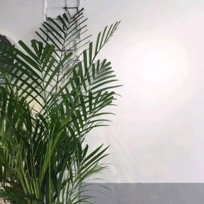 唯美风景静物头像 允言