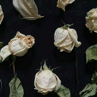 千鹤/小花特辑/偏欧美范/带我功成名就，许你花前月下