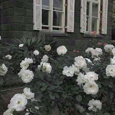 千鹤/小花特辑/偏欧美范/带我功成名就，许你花前月下