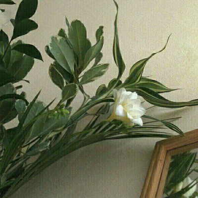 千鹤/小花特辑/偏欧美范/带我功成名就，许你花前月下