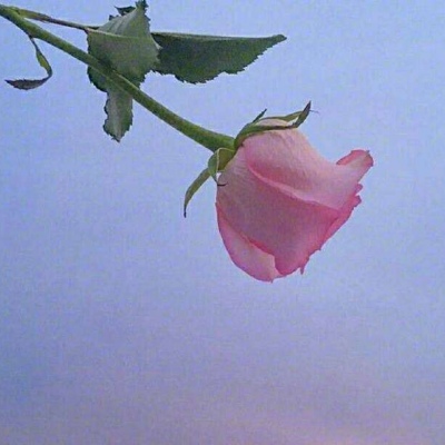千鹤/小花特辑/偏欧美范/带我功成名就，许你花前月下