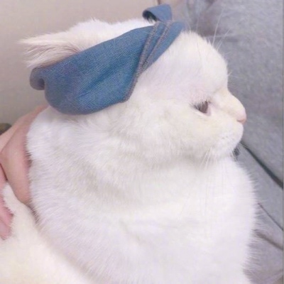 允言/可爱猫咪头像   一人做事一人当 小叮做事小叮当