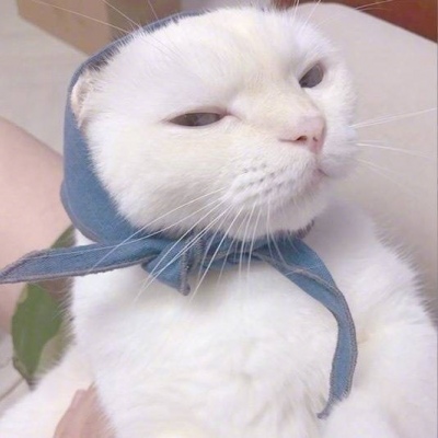 允言/可爱猫咪头像   一人做事一人当 小叮做事小叮当