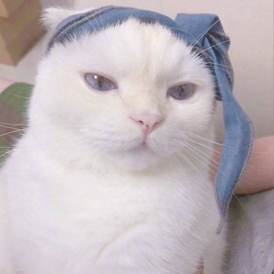 允言/可爱猫咪头像   一人做事一人当 小叮做事小叮当