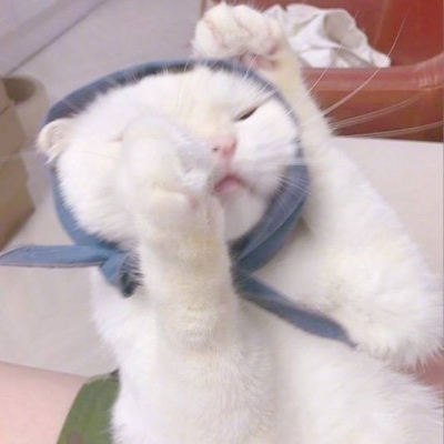 允言/可爱猫咪头像   一人做事一人当 小叮做事小叮当