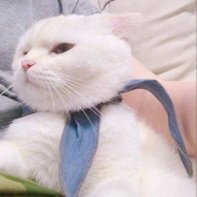 允言/可爱猫咪头像   一人做事一人当 小叮做事小叮当