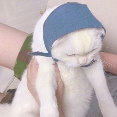 允言/可爱猫咪头像   一人做事一人当 小叮做事小叮当
