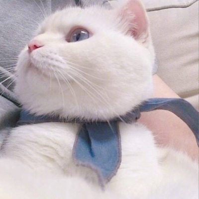 允言/可爱猫咪头像   一人做事一人当 小叮做事小叮当
