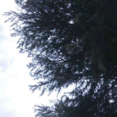 背景图 卷帘天自高，海水摇空绿