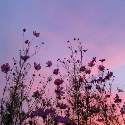 背景图 卷帘天自高，海水摇空绿