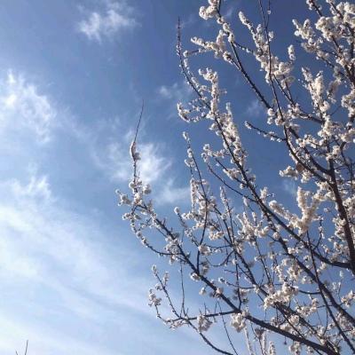 背景图 卷帘天自高，海水摇空绿