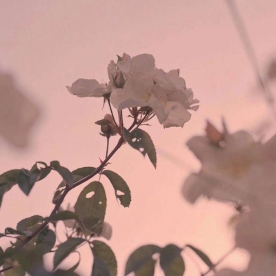 花……还有你