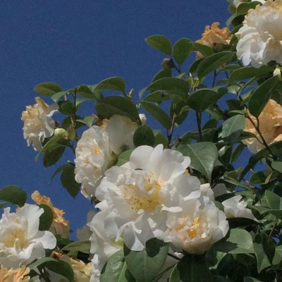 花……还有你