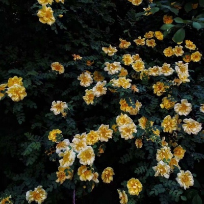 花……还有你